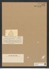 Triceratium abyssale Castr. (de-Toni-Nr.: Genus 140, Species 3909) Zeichnungen Sammlung Grunow Nr. 7394 (NHMW-BOT-W0376465)